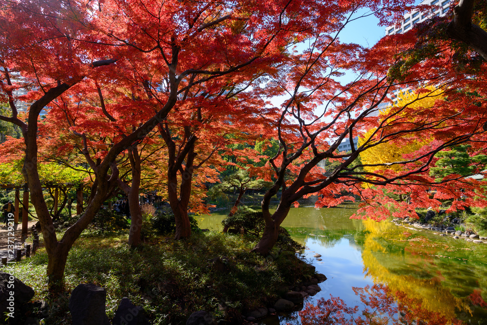 水辺の紅葉 水辺の紅葉