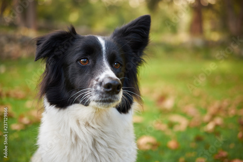 Fototapeta Naklejka Na Ścianę i Meble -  Young border collie dog close up, blurred garden background.