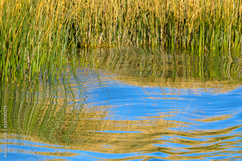 Reed on the shores of Lake Titicaca, Peru Reed on the shores of Lake Titicaca, Peru