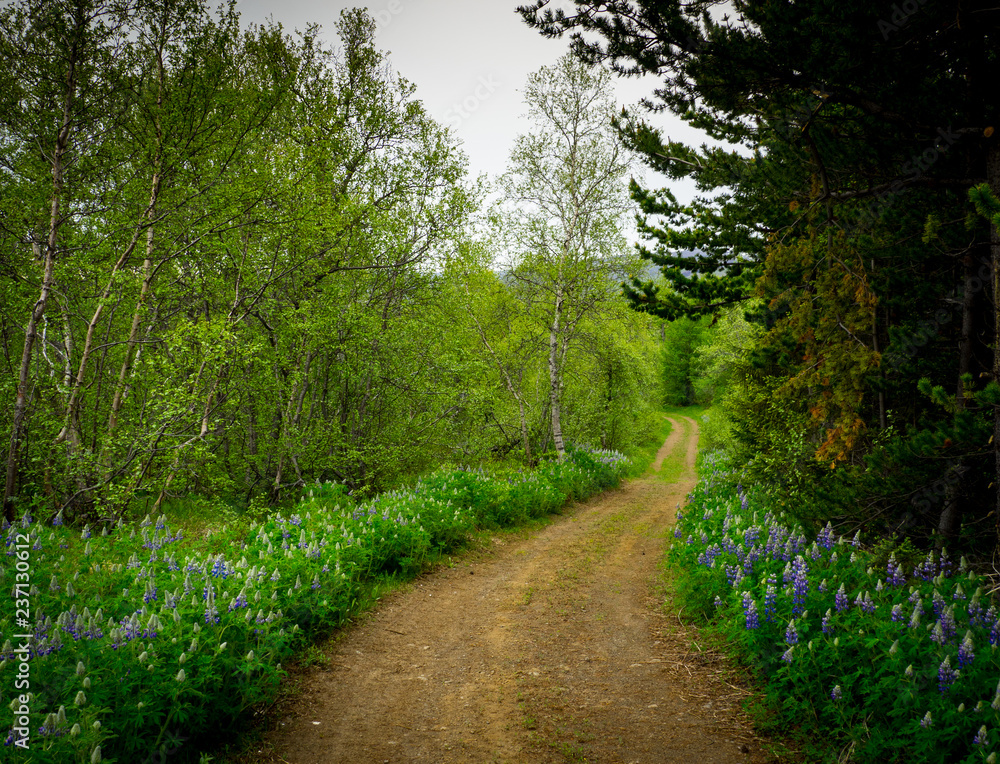 Path in the forest in Iceland