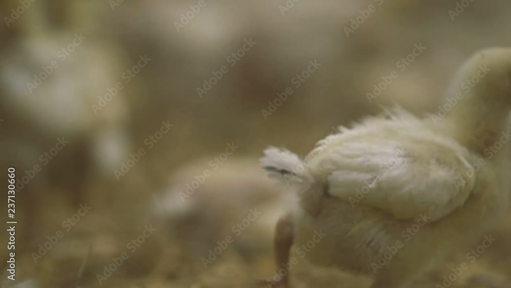 Funny little chick standing on a straw bedding in a big farming house Funny little chick standing on a straw bedding in a big farming house