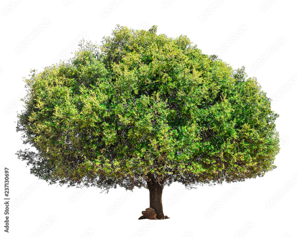 Fototapeta premium Argan tree isolated
