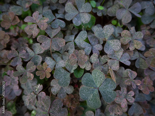 Background with pink and green clover leaves