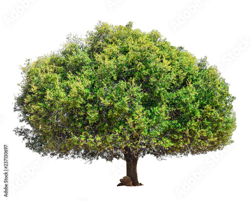Argan tree isolated