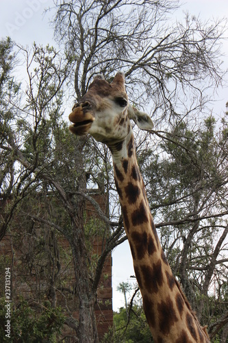 Canvas Print giraffe
