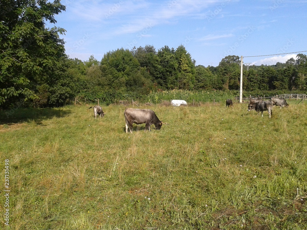 Obraz premium bueyes