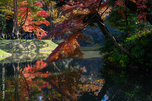 Fototapeta Naklejka Na Ścianę i Meble -  水辺の紅葉