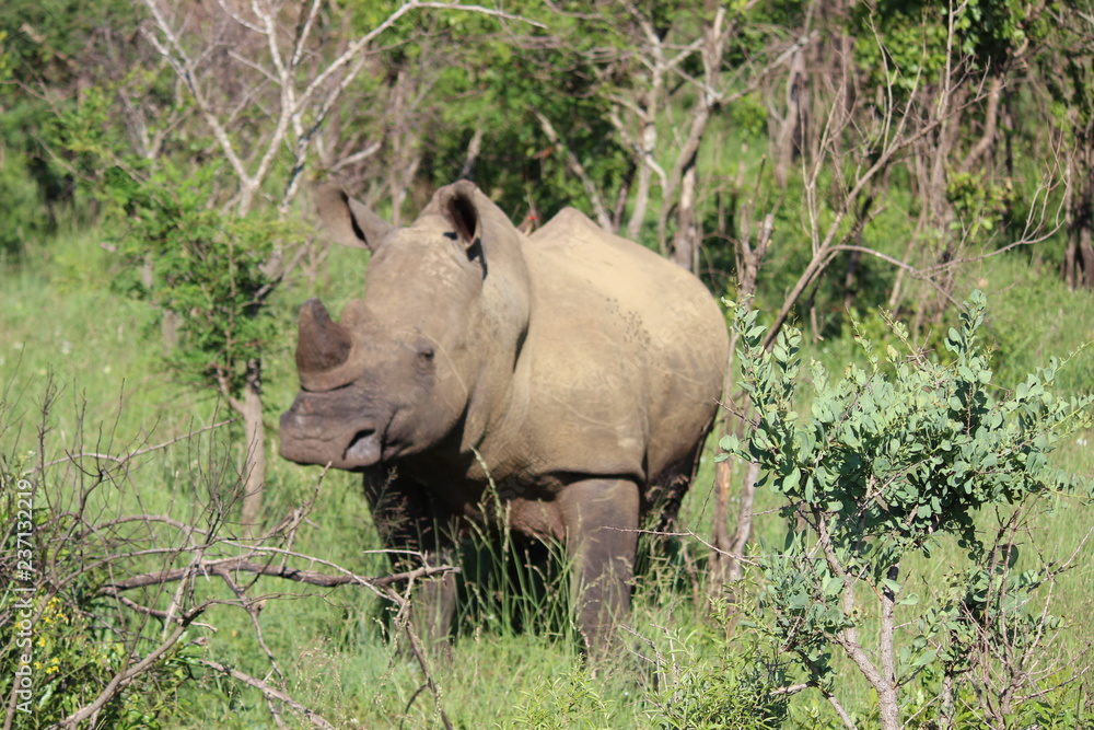 Fototapeta premium rhinoceros in the wild