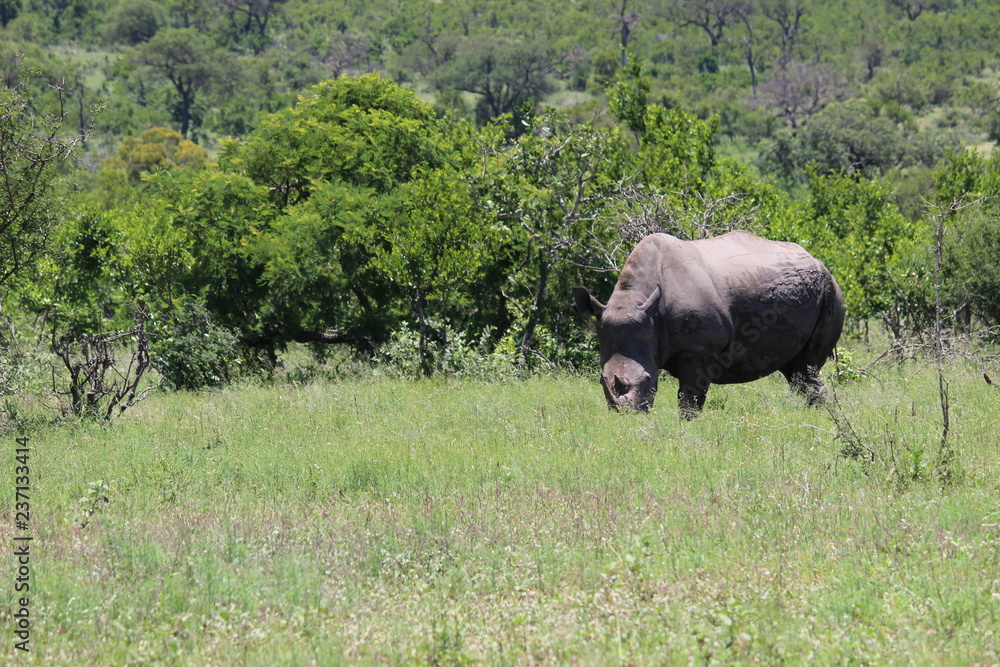 Fototapeta premium Rhino in field
