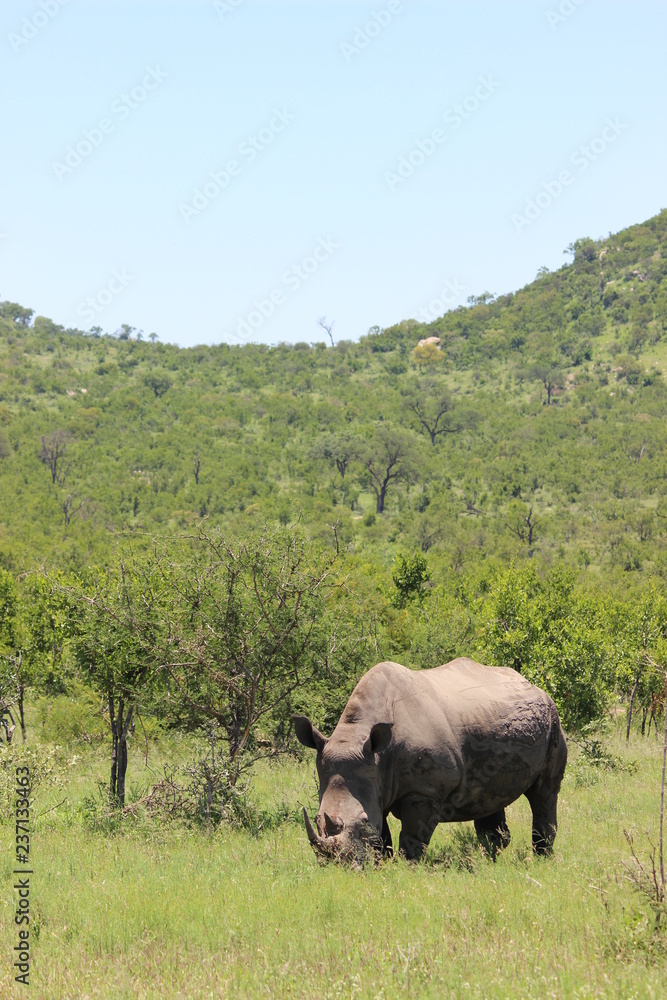 Rhino in kruger national park