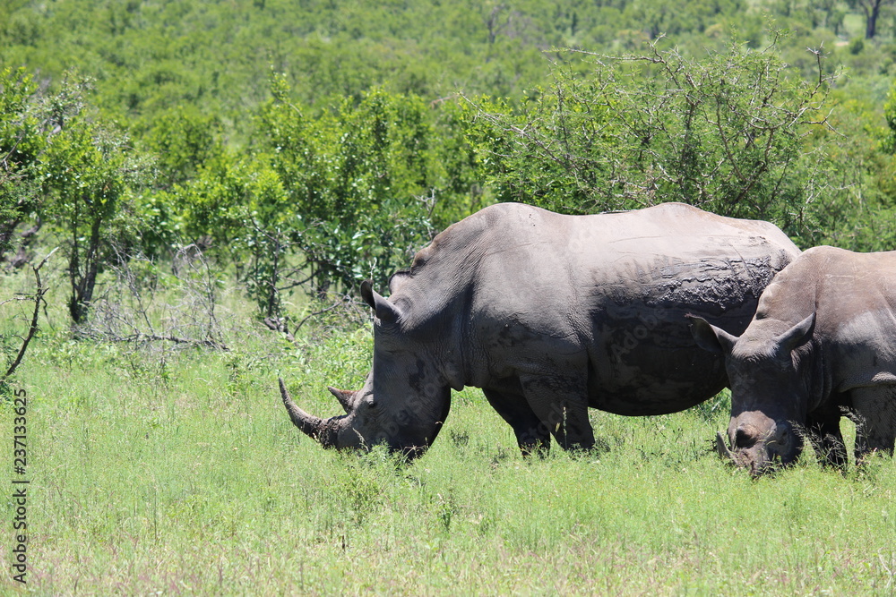 Obraz premium Rhino in field