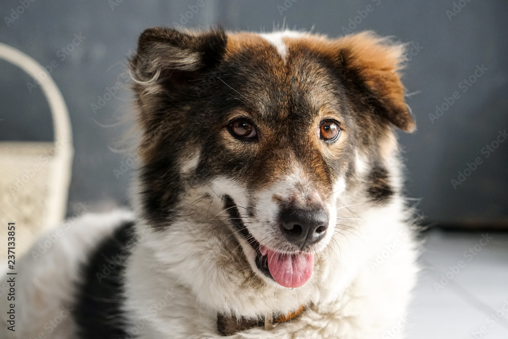 Thai friendly bangkaew dog breed wait for food Thai friendly bangkaew dog breed wait for food
