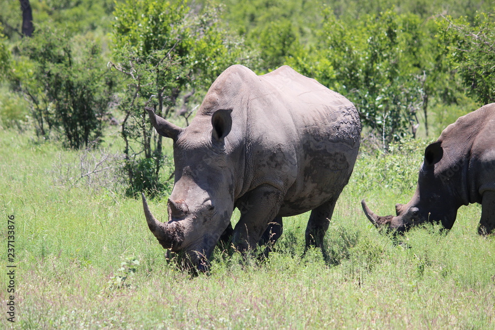 Fototapeta premium rhinoceros in the wild