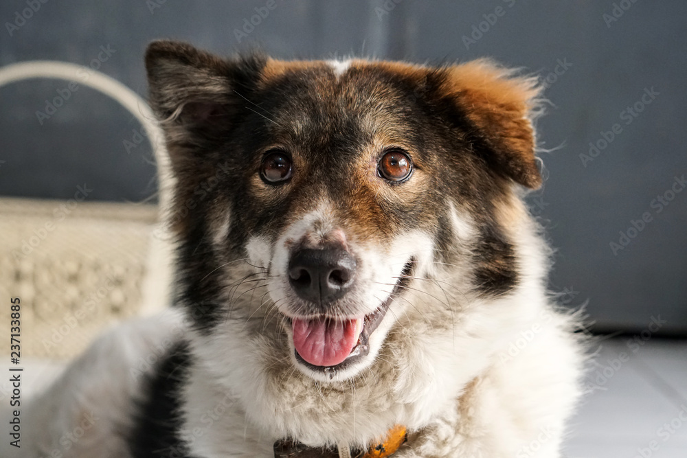Thai friendly bangkaew dog breed wait for food Thai friendly bangkaew dog breed wait for food