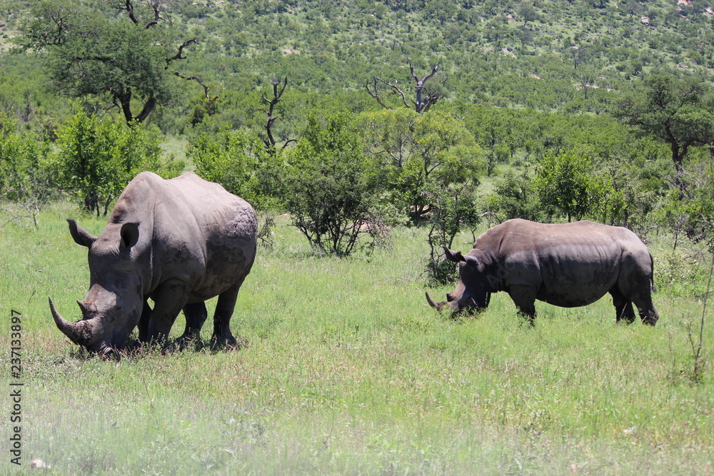 Rhino friends