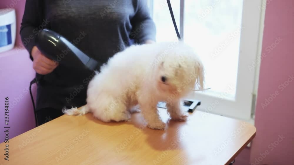 Groomer dries the bichon frise dog with a hair dryer after washing