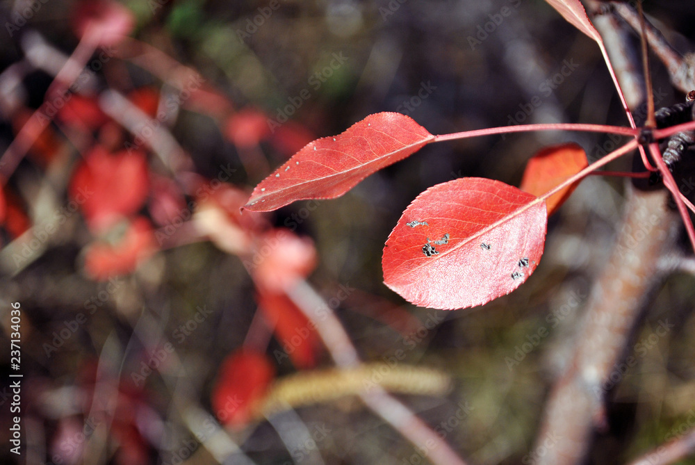 Pear tree with bright red leaves and soft blurry background Pear tree with bright red leaves and soft blurry background