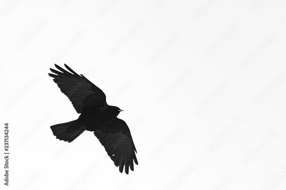 Oiseau en noir et blanc Oiseau en noir et blanc