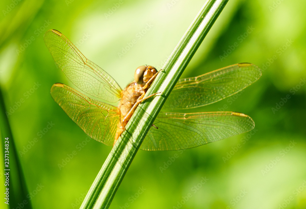 Portrait of a dragonfly on a green plant background Portrait of a dragonfly on a green plant background
