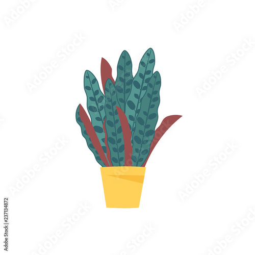 decorative houseplant isolated on white background. trendy calathea lancifolia plant growing in pot   Flat colorful vector