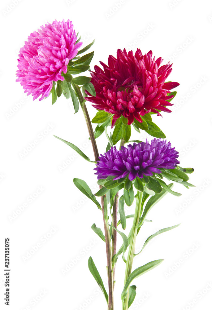 aster flowers isolated on white background aster flowers isolated on white background