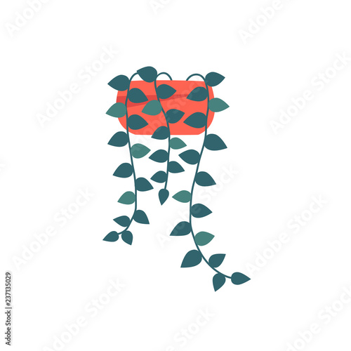 decorative string of pearls houseplant isolated on white background. trendy ivy plant growing in pot   Flat colorful vector
