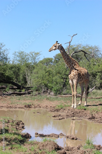 giraffe at the water hole