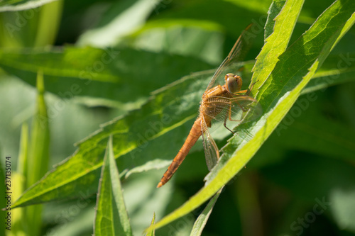 Portrait of a dragonfly on a green plant background