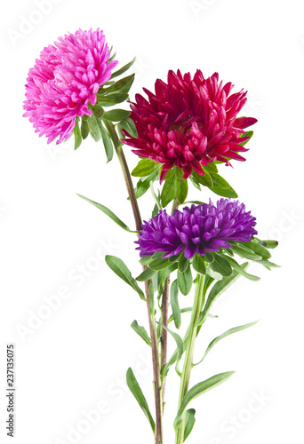 aster flowers isolated on white background
