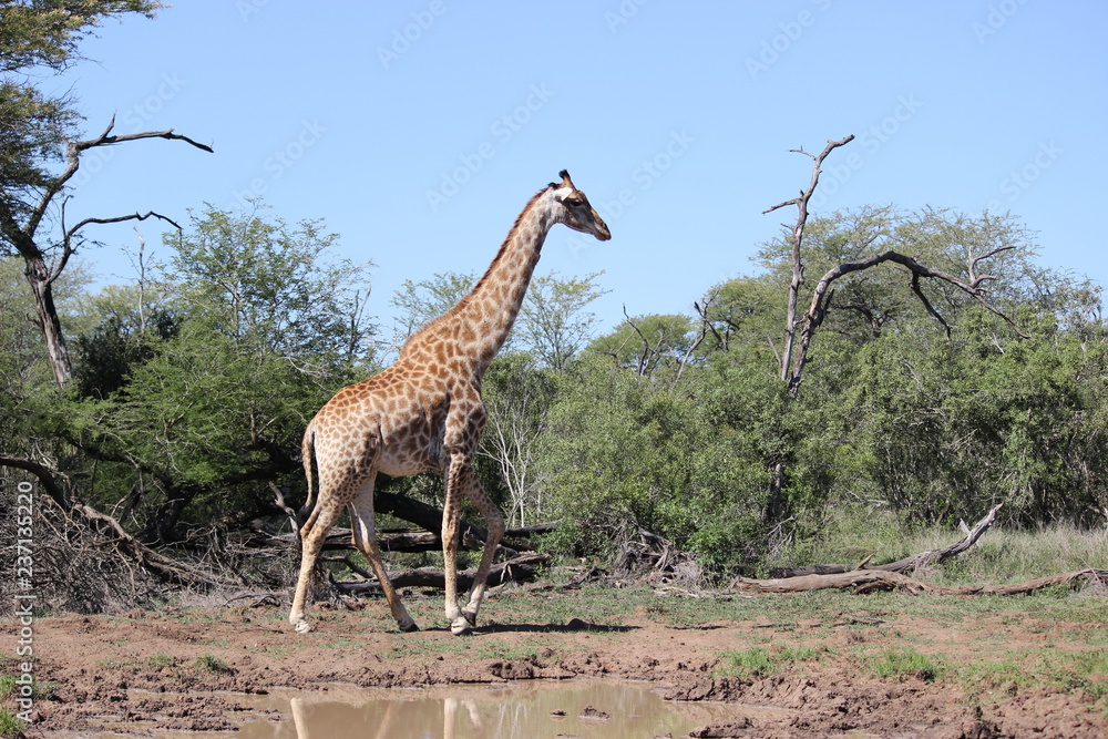 Obraz premium giraffe walking
