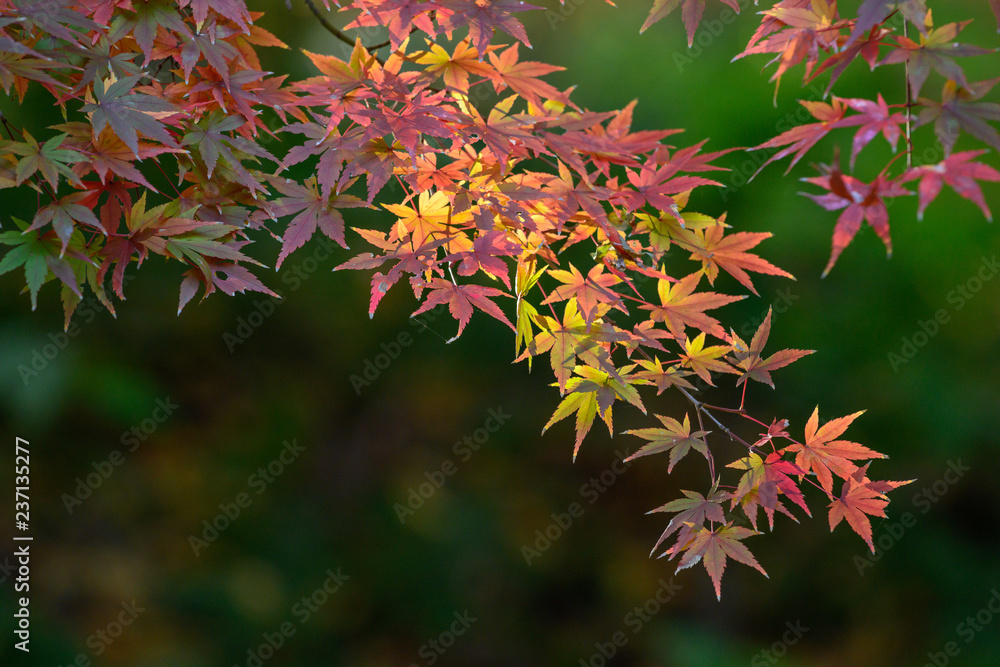 紅葉 紅葉