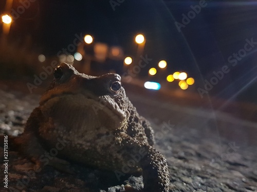 nightkröte