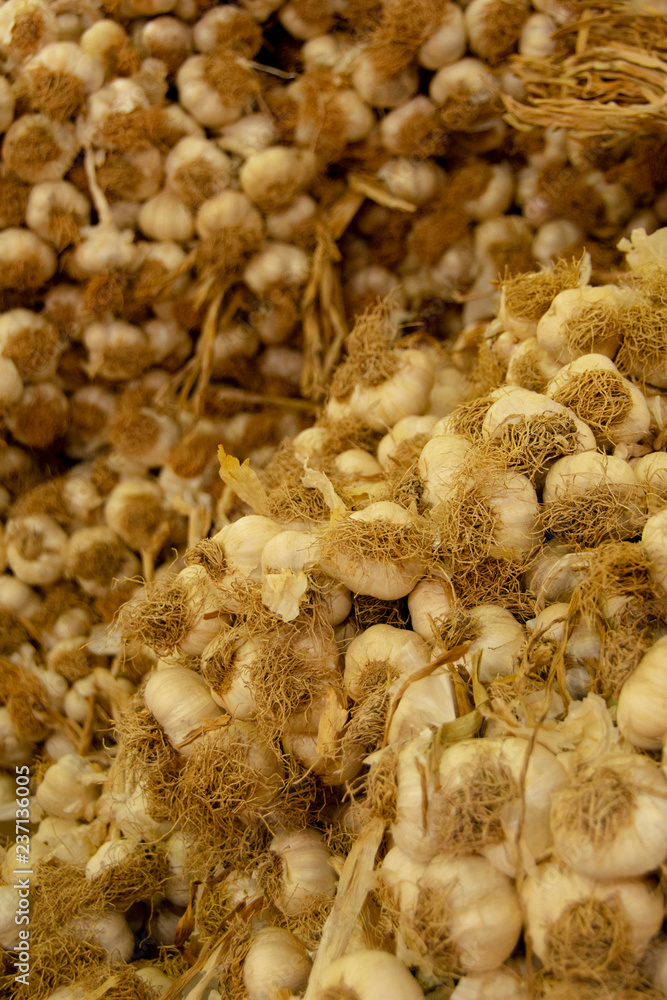 bunch of garlic bunch of garlic