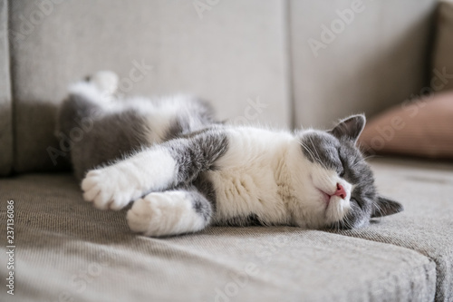 Fotografia British short-haired cats lie down and sleep.