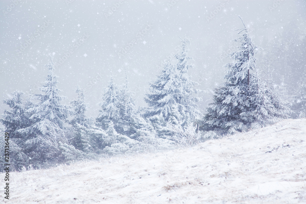 Naklejka premium winter landscape with snowy fir trees in the mountains