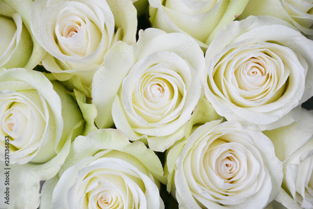 Fototapeta premium White roses background