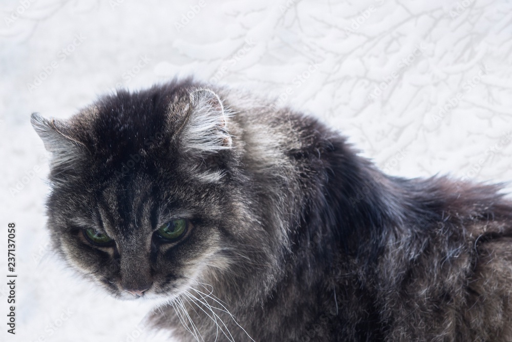 Winter portrait old cat