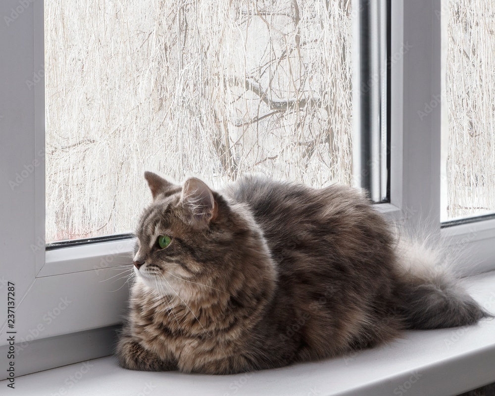 Beautiful cat in the winter window