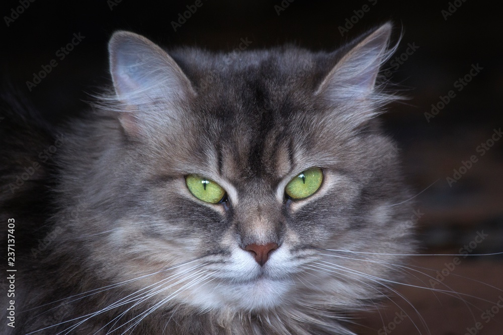 Obraz premium Beautiful cat portrait