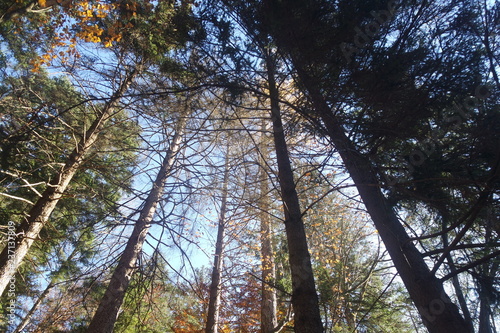 untersberg wald