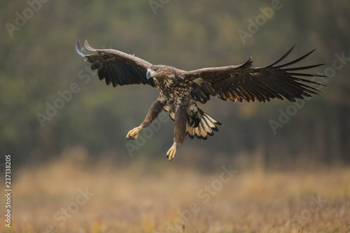 Birds of prey - white-tailed eagle in flight (Haliaeetus albicilla)