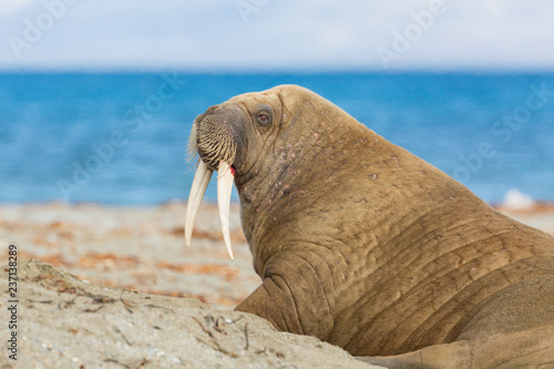 portrait arctic walrus (odobenus rosmarus) with tusks, blue sea, sand beach