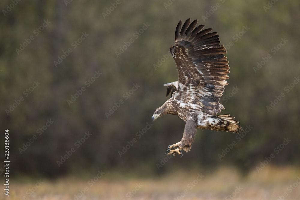 Fototapeta premium Birds of prey - white-tailed eagle in flight (Haliaeetus albicilla)