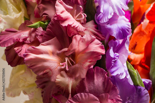 Fototapeta Naklejka Na Ścianę i Meble -  Bunch of beautiful multicolored gladiolus flowers. Bloom, romance.