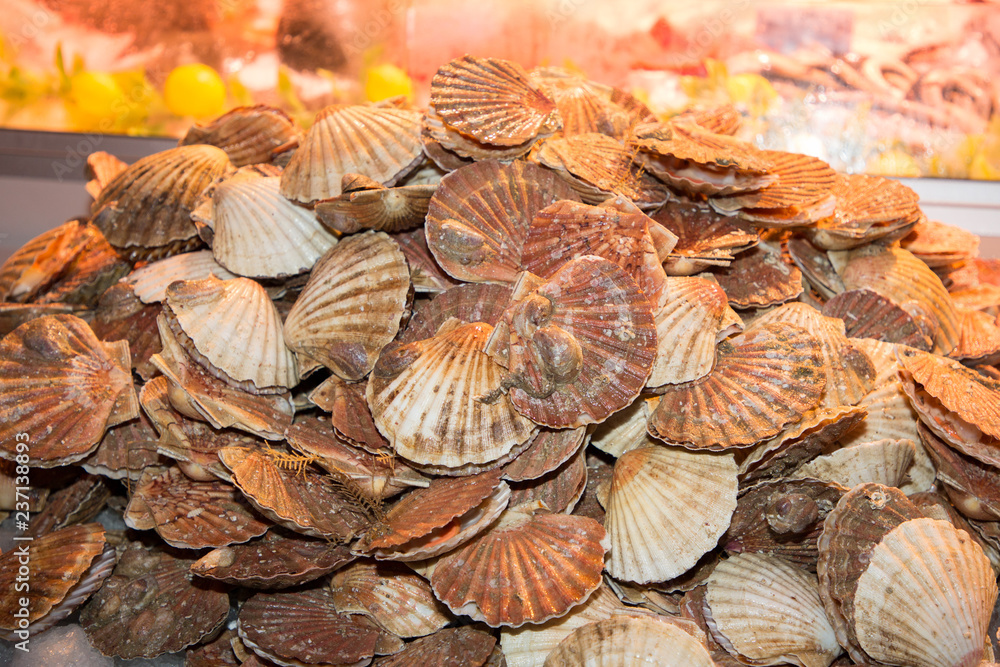 scallop shell for sale at fresh seafood market scallop shell for sale at fresh seafood market