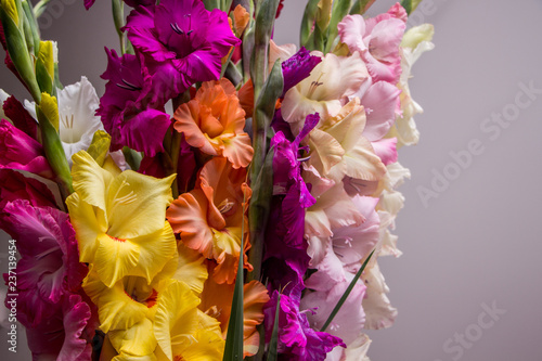 Bunch of beautiful multicolored gladiolus flowers. Bloom, romance.