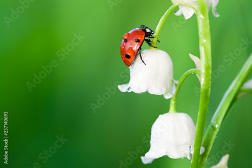 ladybug sits on a flower of a lily of the valley