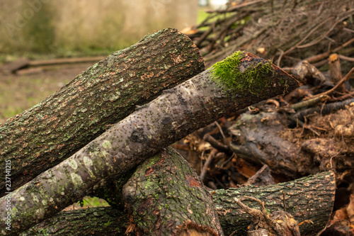 winter wood