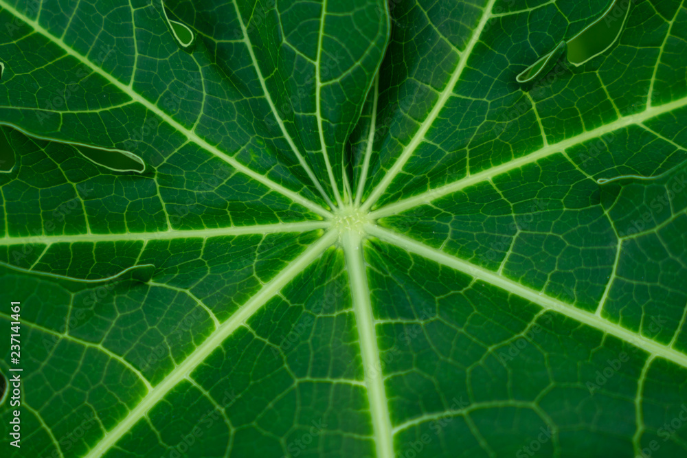 Papaya leaf Papaya leaf