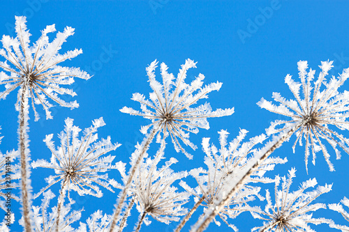  branches of dry plants are covered with snow in winter